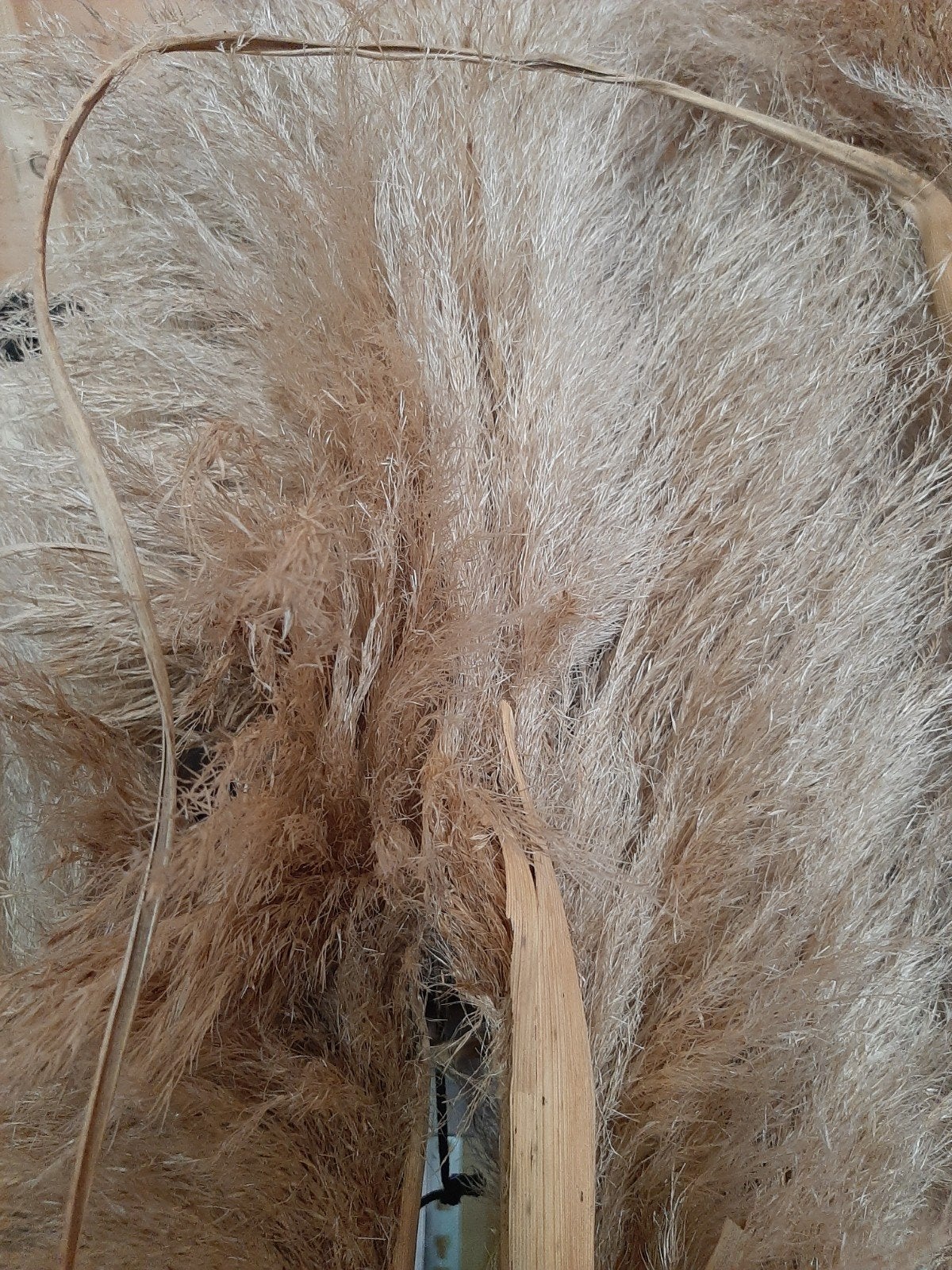 12 pluimen van pampasgras - Decoratieve gedroogde bloemen, Ophalen, Beige, Boho, Nieuw
