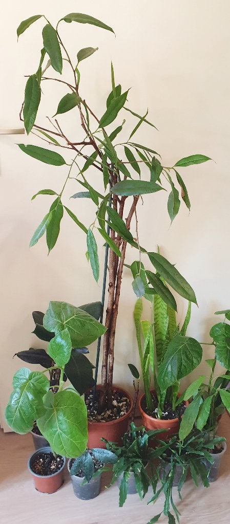 Kamerplanten, ficus, avocado, mango, sansevieria, Ophalen, Overige soorten, In pot, Minder dan 100 cm