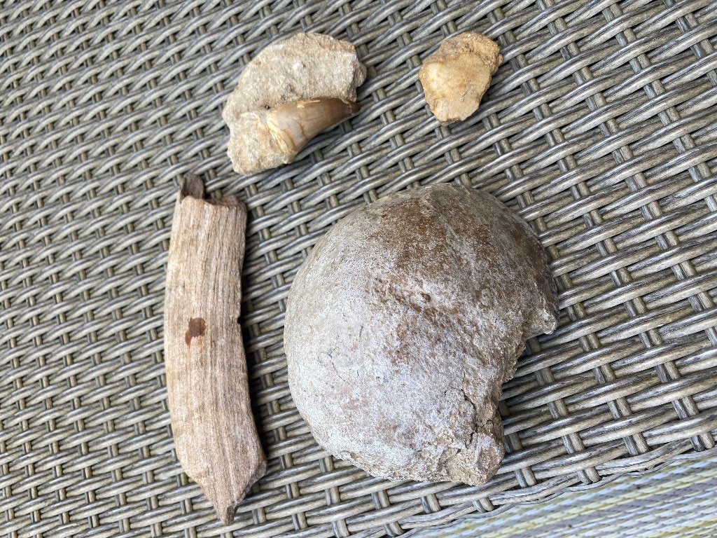 Fossiel lot met Mastodon schedel, Verzamelen, Mineralen en Fossielen, Ophalen of Verzenden, Fossiel