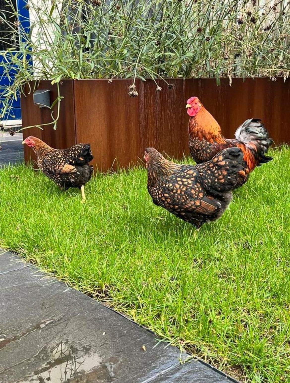 Broedeieren Wyandotte kriel goud zwart raszuiver, Dieren en Toebehoren, Pluimvee, Geslacht onbekend, Kip