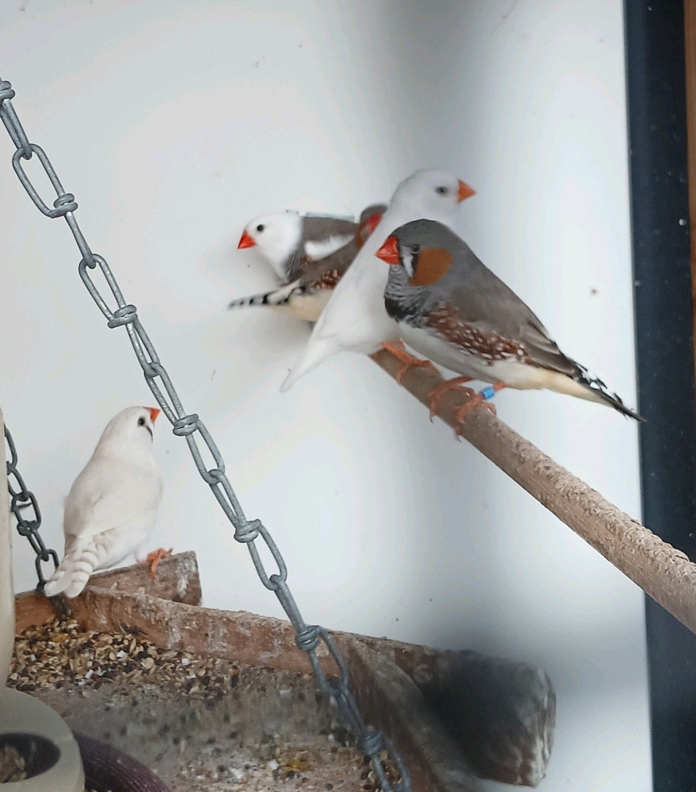6 zebravinken, Dieren en Toebehoren, Vogels | Overige Vogels, Meerdere dieren