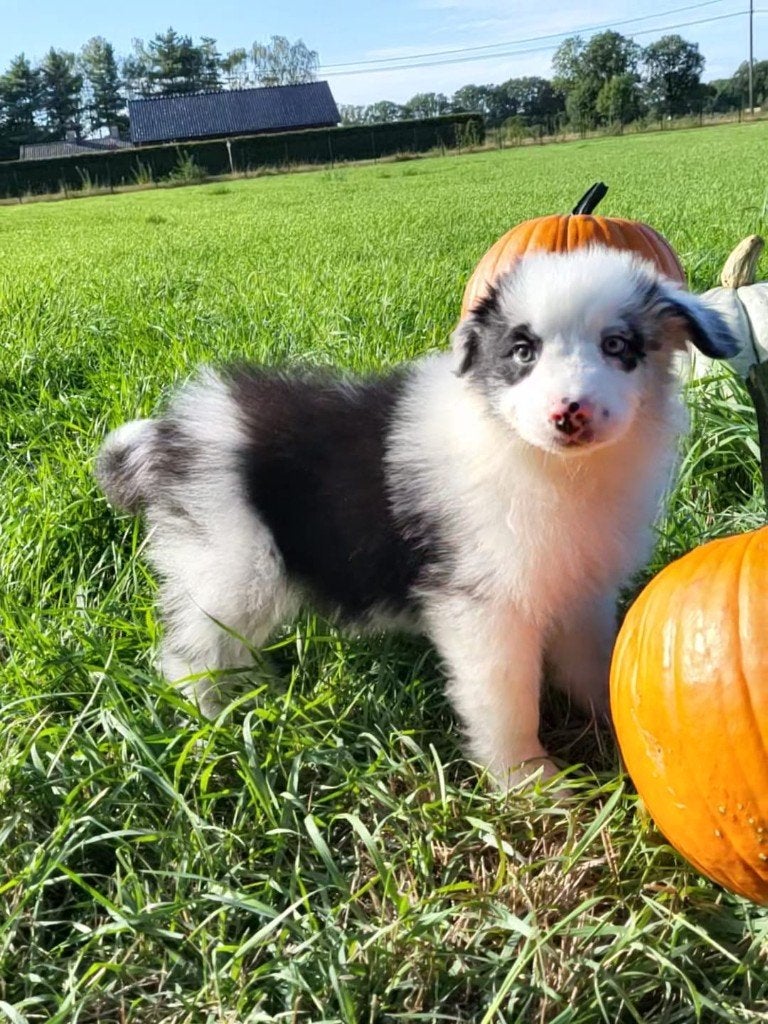 Australische herder pup / Australian Shepherd / Aussi pup, België, Reu, 8 tot 15 weken, Eén hond