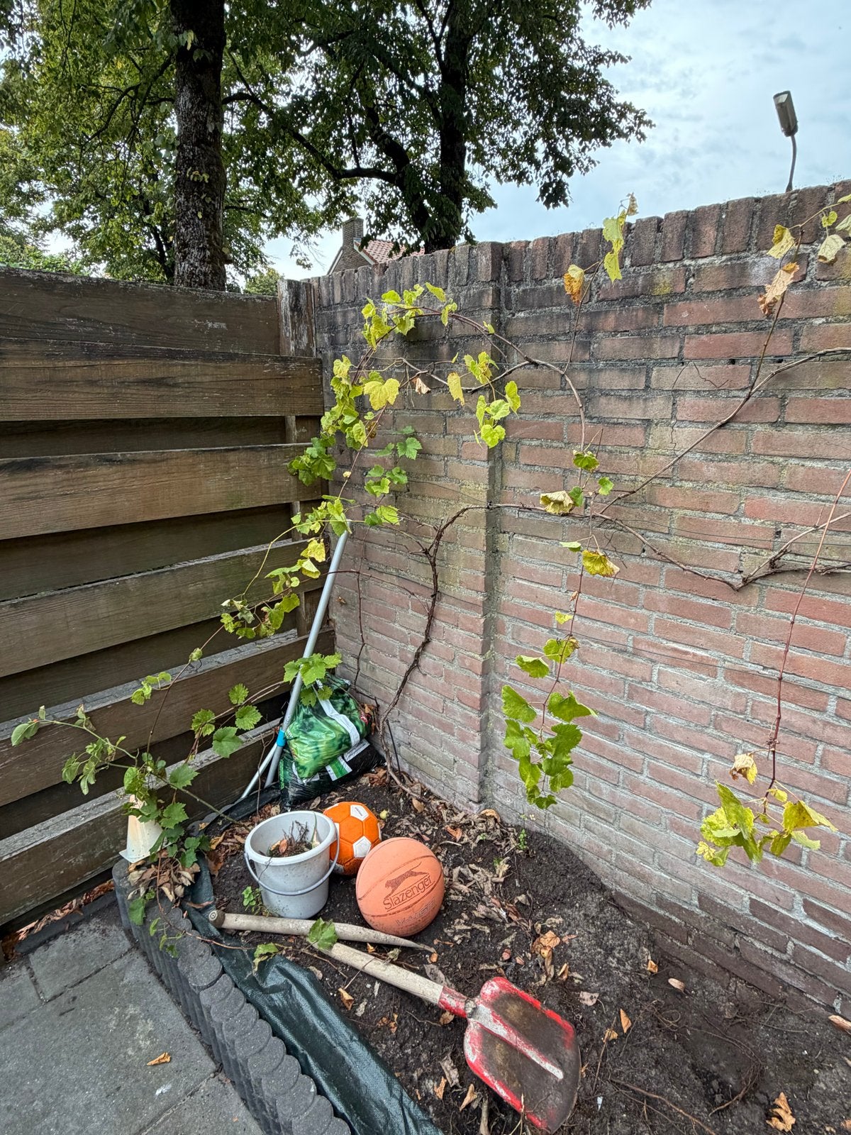 Druivenplant - Klimplant voor uw tuin ophalen amesfoort!!!!, Volle zon, Vaste plant, Ophalen of Verzenden, Klimplanten
