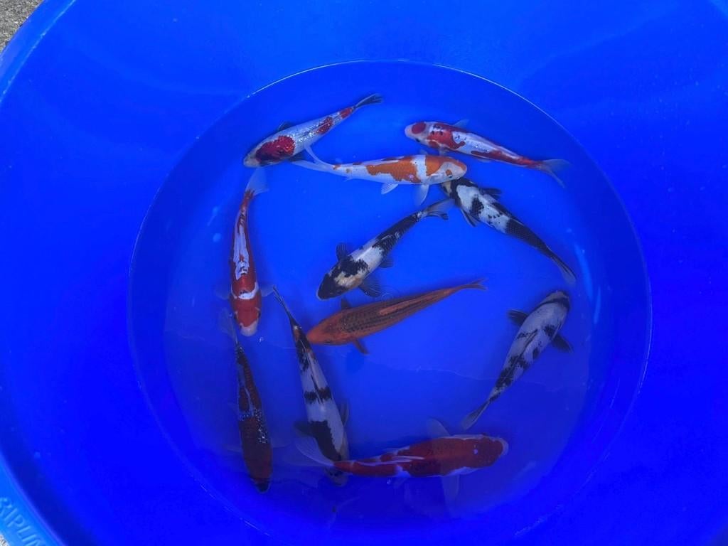 Hosokai Japanse koi karper | Koikarpers  | Tosai, Karper of Koi