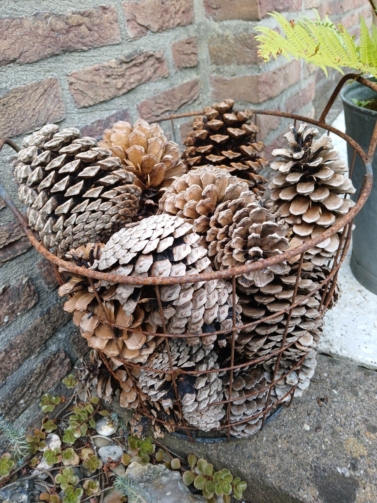 ijzeren mand met grote dennenappels, Ophalen, Zo goed als nieuw, Rond, Metaal