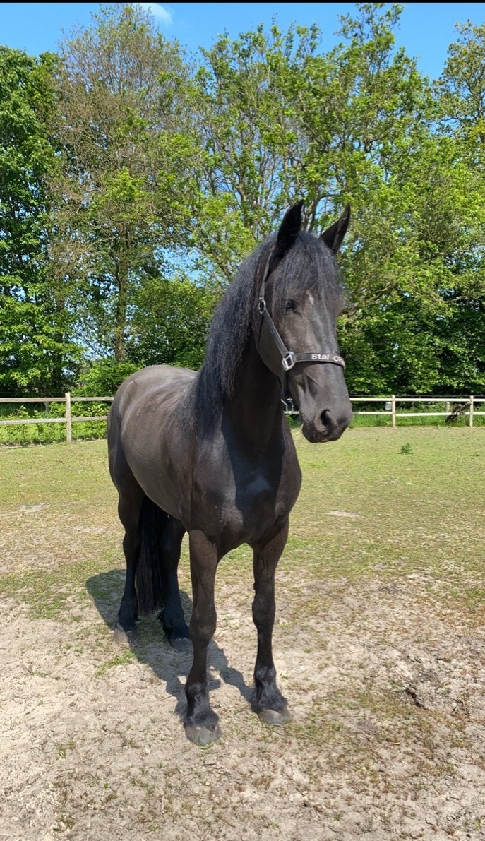 6 jarige friese merrie, Dieren en Toebehoren, Merrie, Met stamboom, Zadelmak, 3 tot 6 jaar