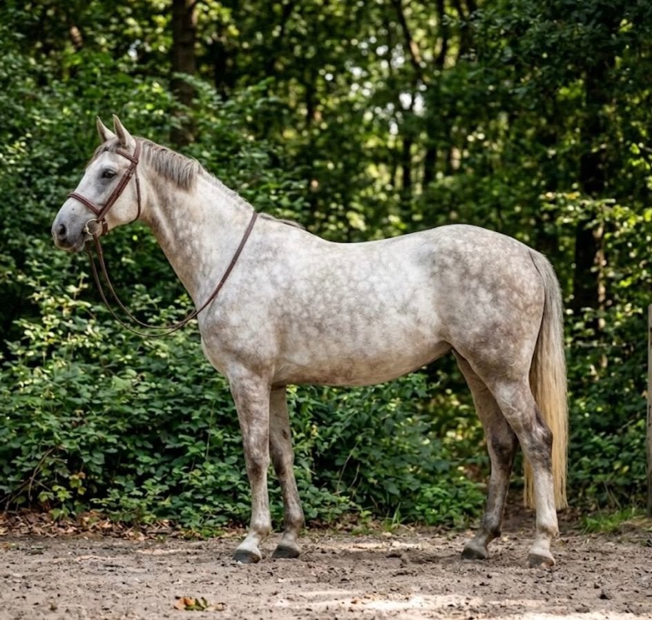 Veelbelovende 5-jarige KWPN merrie, Dieren en Toebehoren, Merrie, Met stamboom, Zadelmak, 170 tot 175 cm