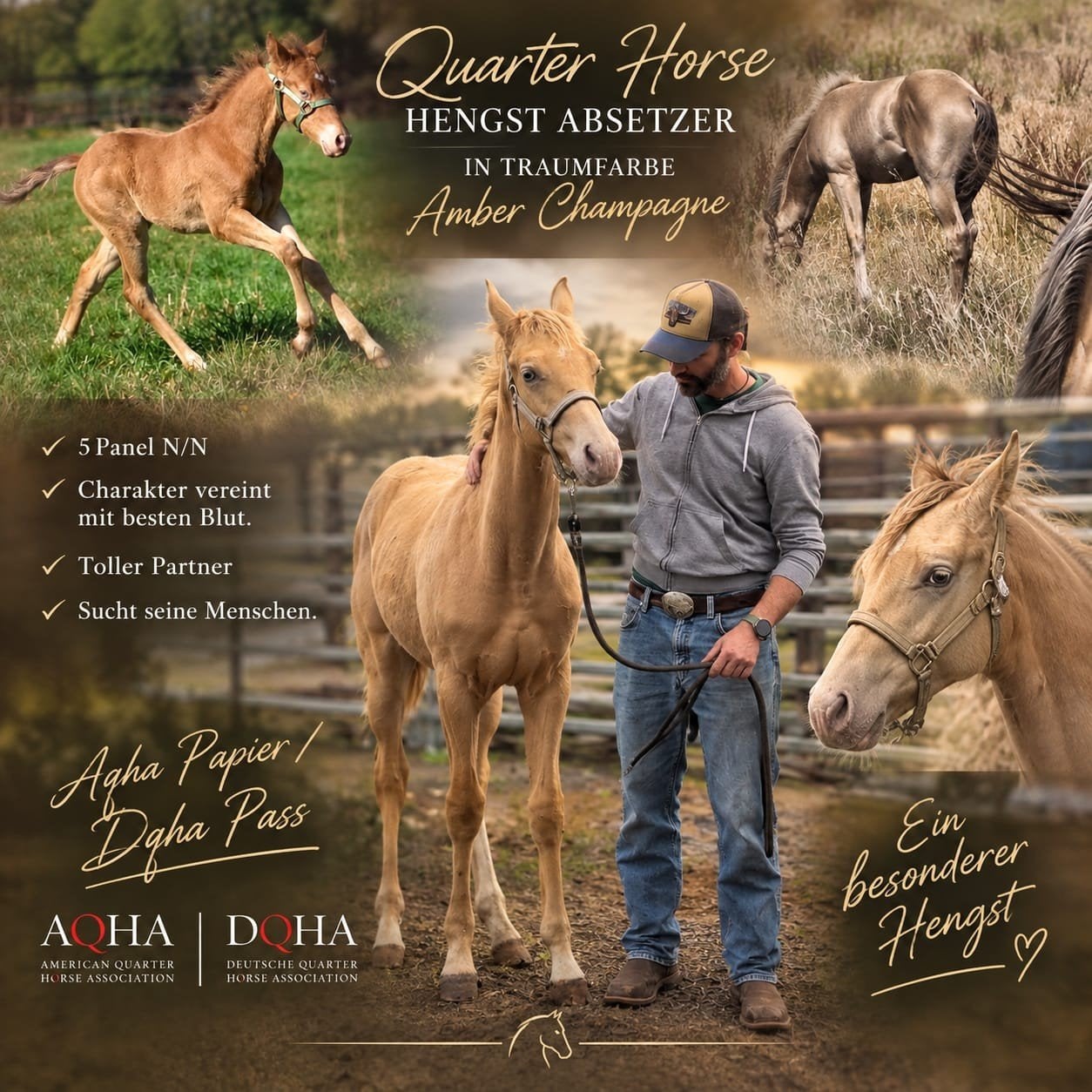 Amber Champagne Quarter Horse Hengstveulen, Dieren en Toebehoren, Met stamboom, Niet van toepassing, 0 tot 2 jaar, Hengst