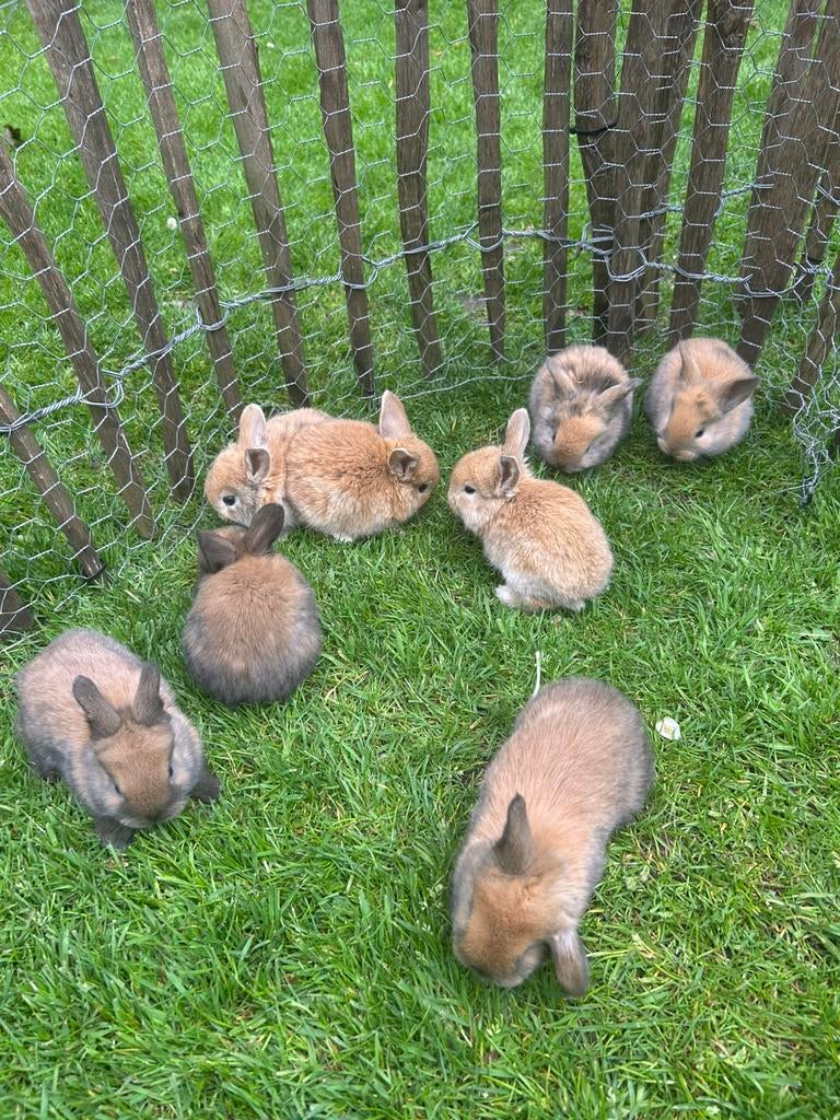 Hangoor dwergkonijnen, Dieren en Toebehoren, Meerdere dieren, Dwerg, Hangoor, 0 tot 2 jaar
