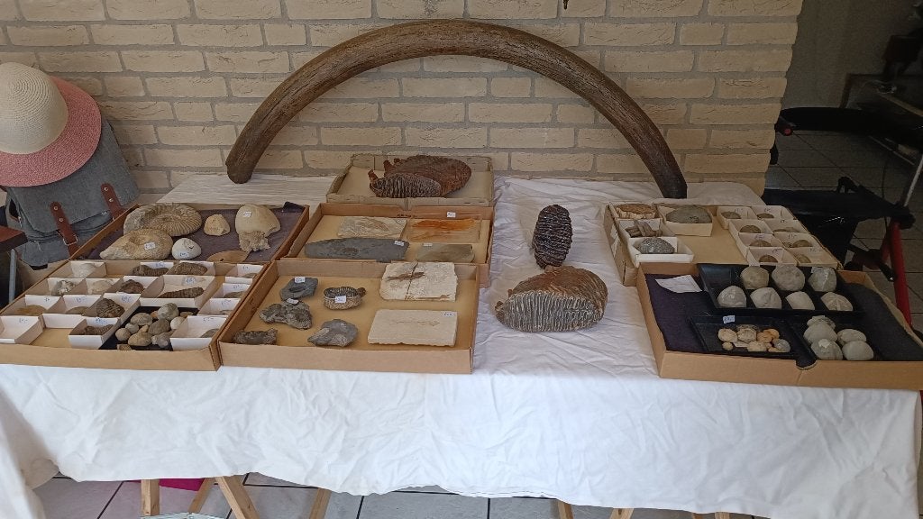 FOSSIELEN ASSORTI 9 DOZEN  V.A. 5 EURO, Verzamelen, Mineralen en Fossielen, Ophalen of Verzenden, Fossiel
