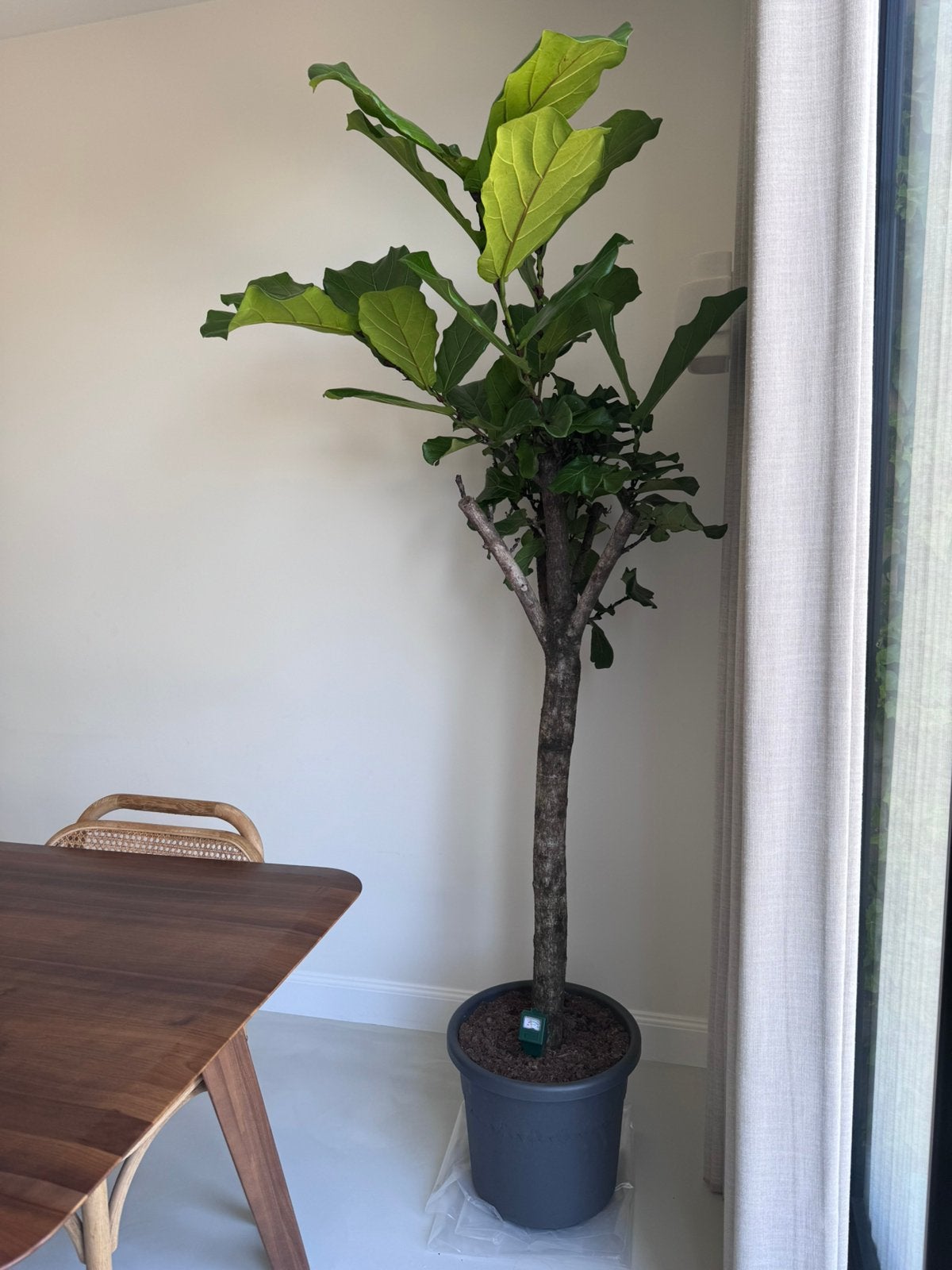 Nieuwe ficus lyrata, Ophalen, Ficus, Halfschaduw, 150 tot 200 cm