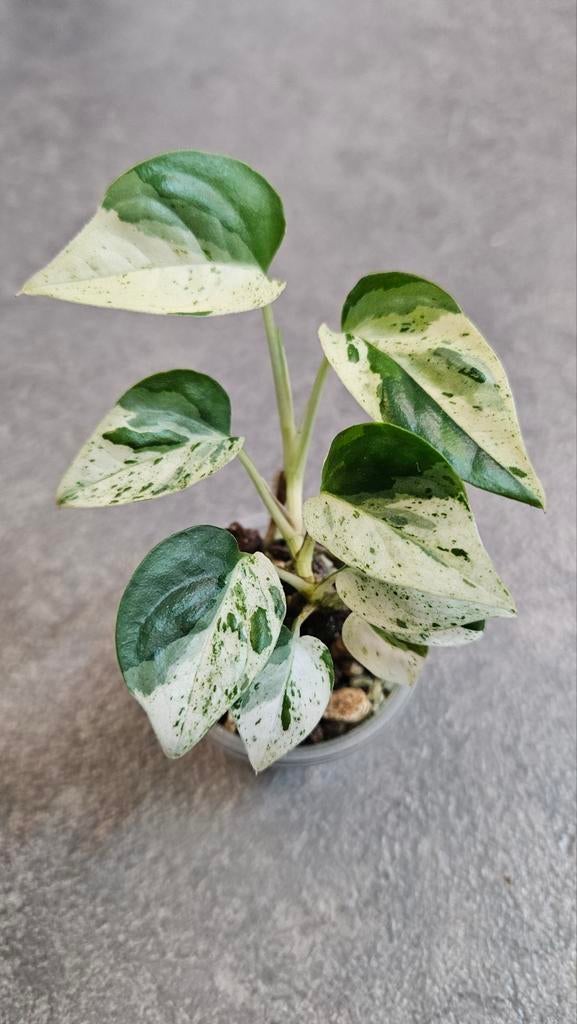 Epipremnum Pinnatum Marble, Ophalen of Verzenden, Halfschaduw, Minder dan 100 cm