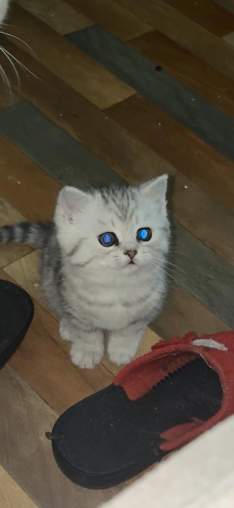 Britse korthaar kittens Golden shaded, Dieren en Toebehoren, Katten en Kittens | Raskatten | Korthaar, Meerdere dieren