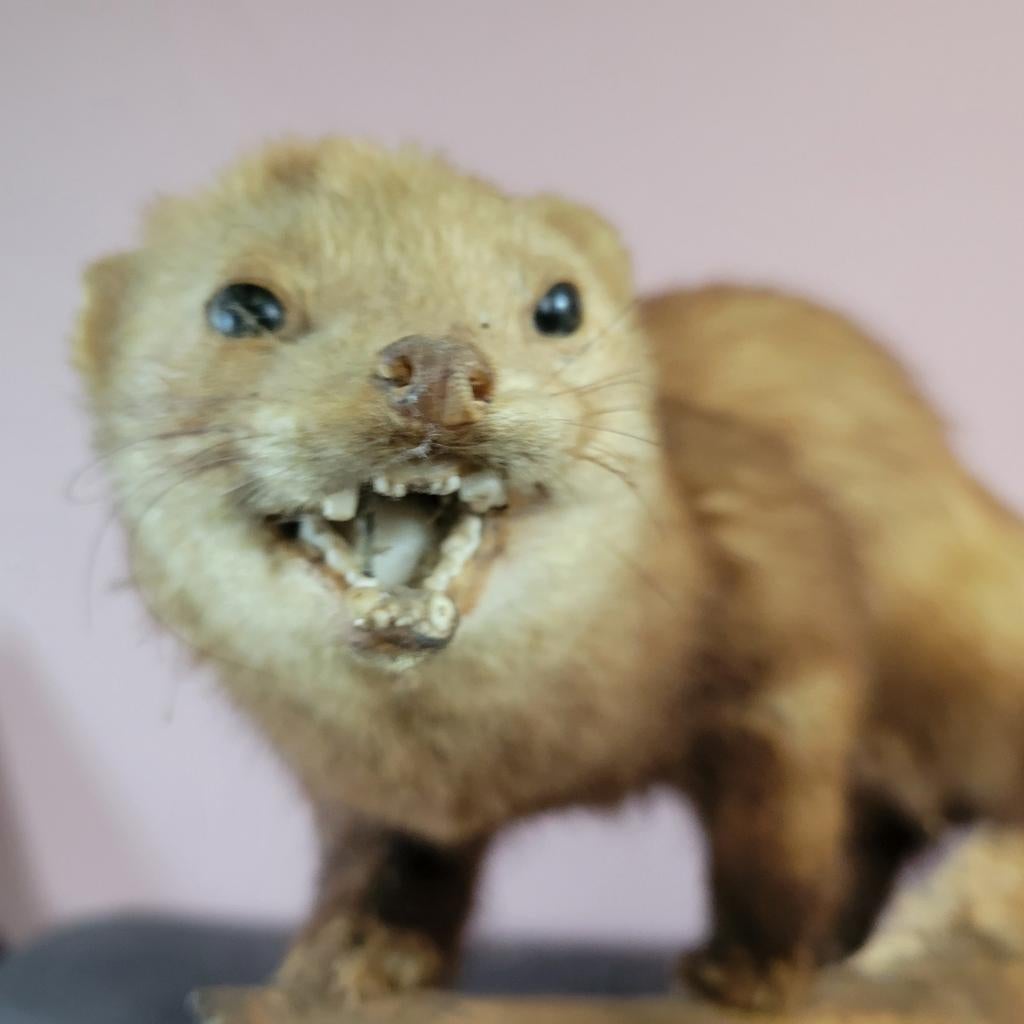 Opgezette marterachtige, Verzamelen, Ophalen of Verzenden, Gebruikt, Wild dier, Opgezet dier