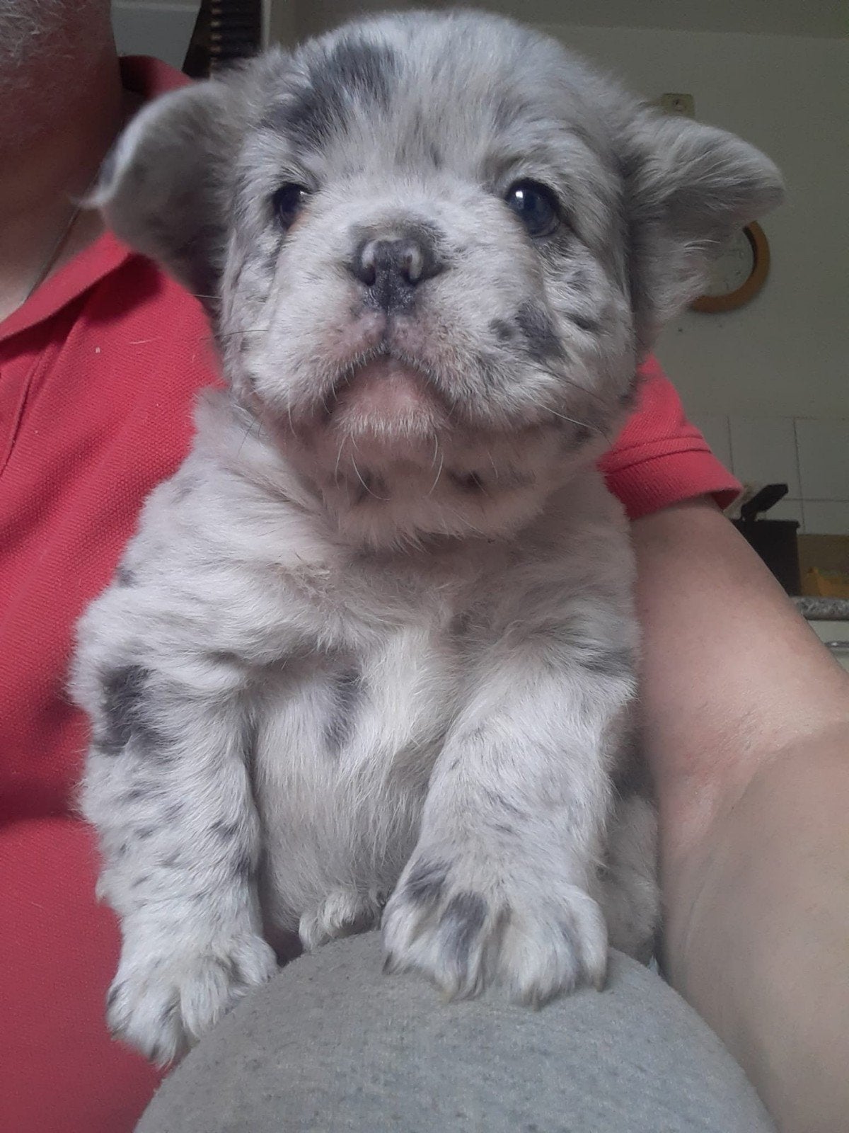 Laatste:Franse bulldog Teefje.  Merle/Fluffy.   6 weken oud, Dieren en Toebehoren, Parvo, 8 tot 15 weken, Teef, Bulldog