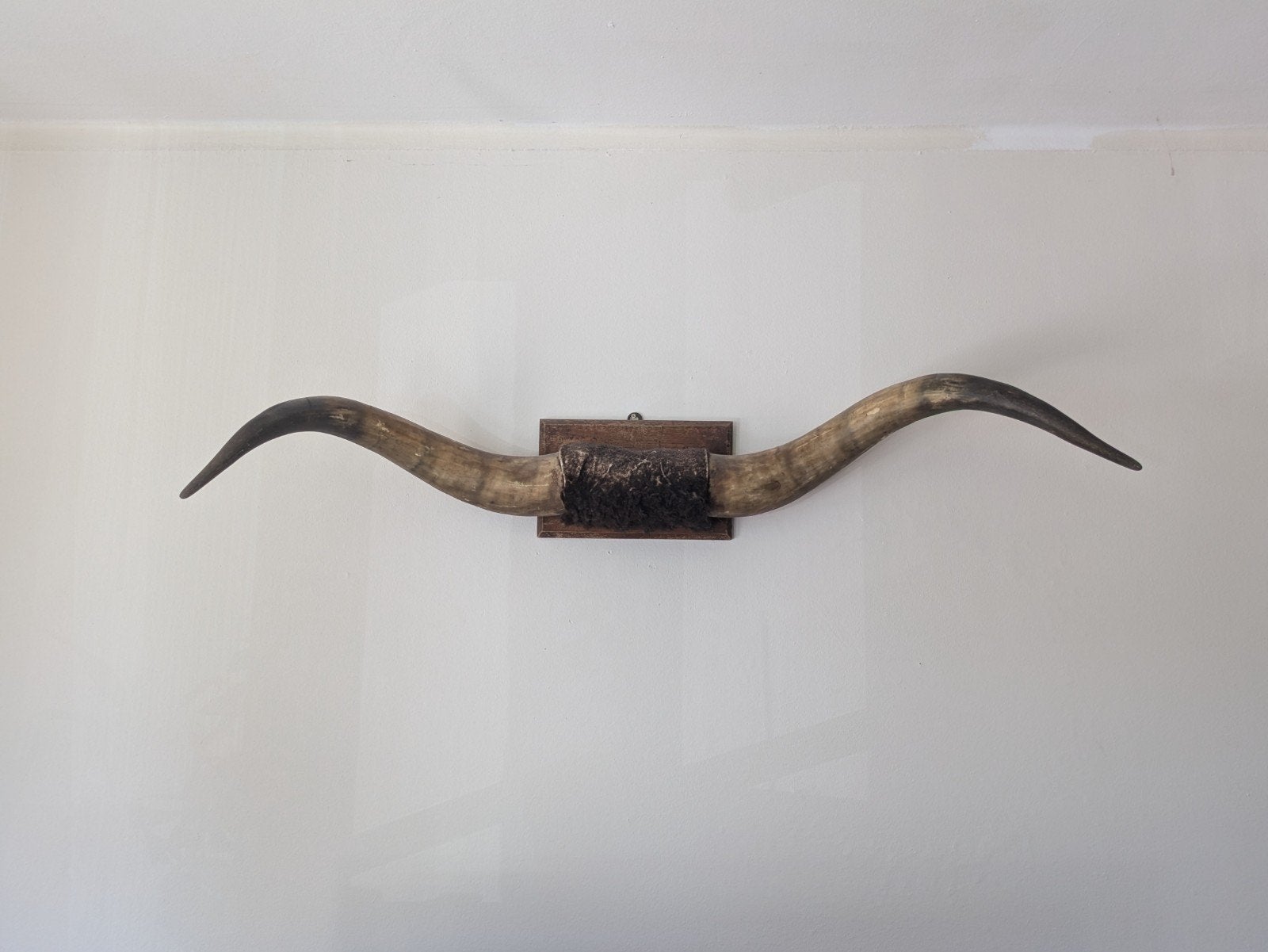 Wanddecoratie Stierenhoorns, Decoratieobject, Zo goed als nieuw, 120 cm, Met ophangsysteem