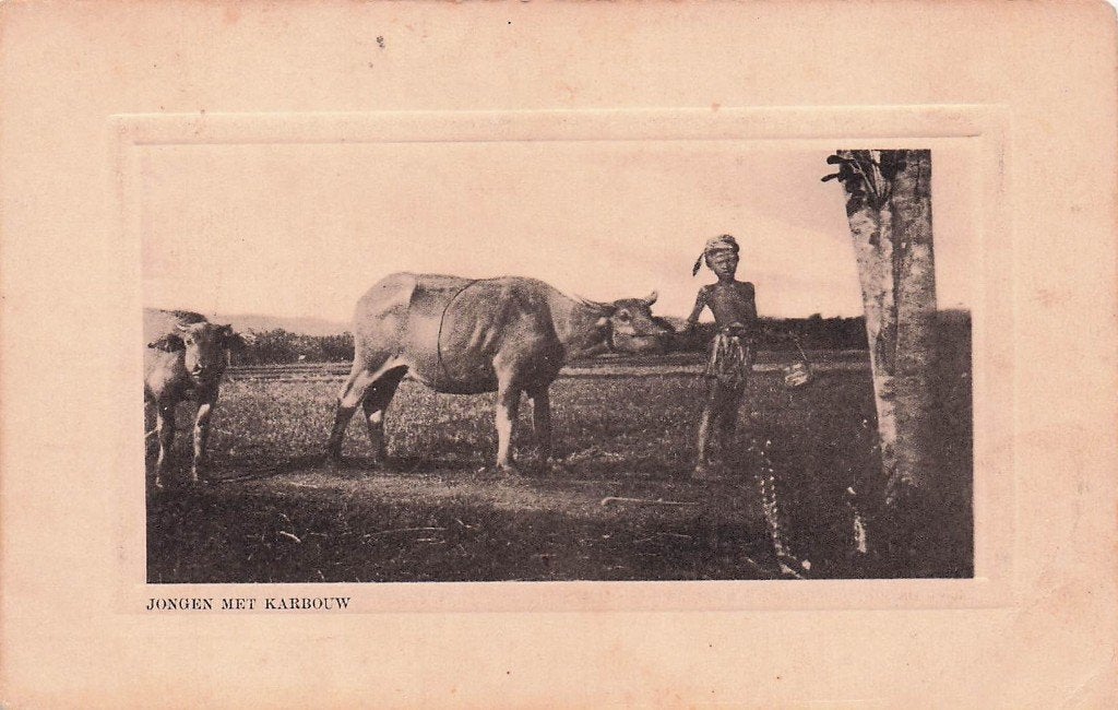 Nederlands Indië - Jongen met karbouw m. vensterreliëf, Ophalen of Verzenden, Voor 1920, Ongelopen, Buiten Europa