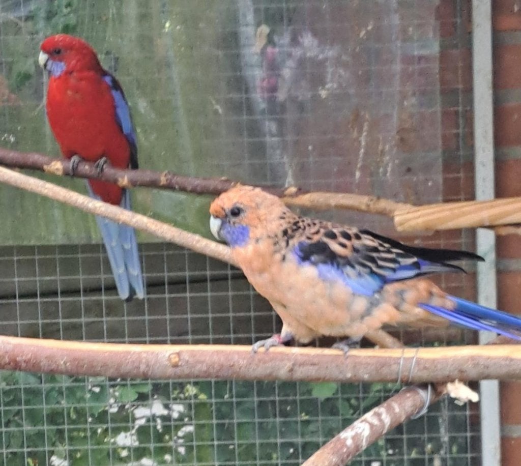 broedrijp koppel pennant rosella's, Dieren en Toebehoren, Vogels | Parkieten en Papegaaien, Meerdere dieren, Parkiet, Geringd