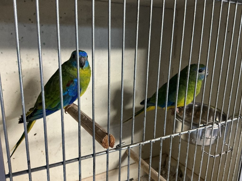 Turquoisine parkiet, Dieren en Toebehoren, Meerdere dieren, Parkiet, Geringd