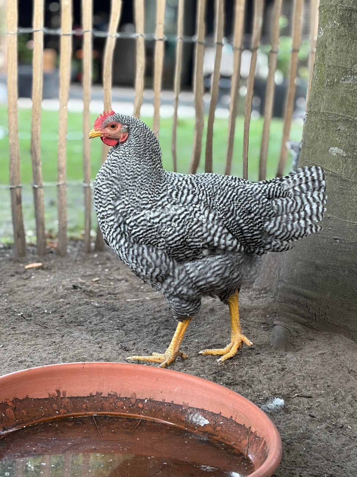 Amrock Haan, Dieren en Toebehoren, Pluimvee, Mannelijk, Kip