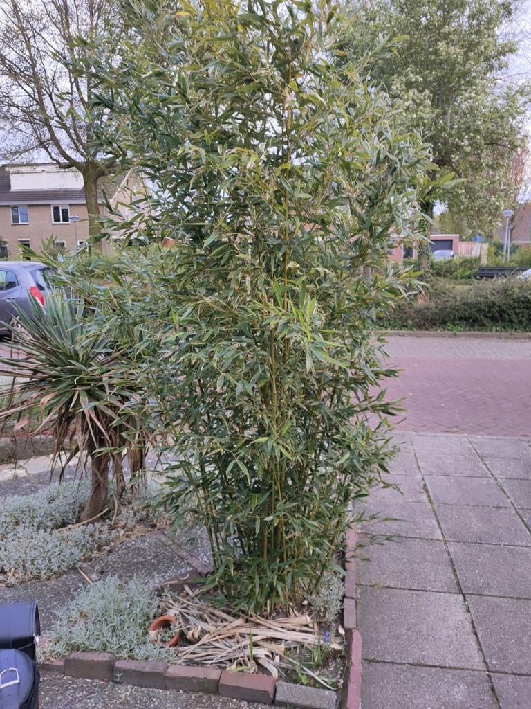 Grote bamboe plant, Tuin en Terras, Ophalen