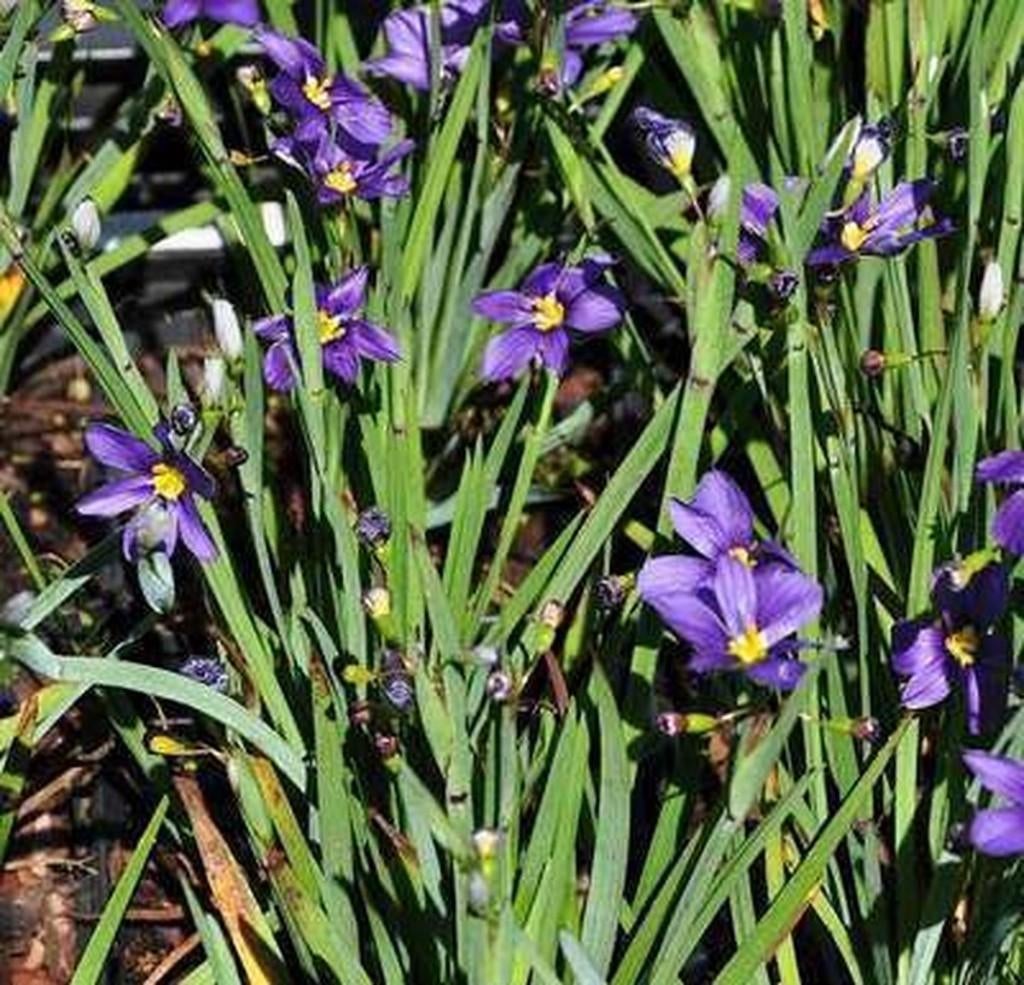 Bieslelie vaste plant, Vaste plant, Halfschaduw, Lente, Ophalen