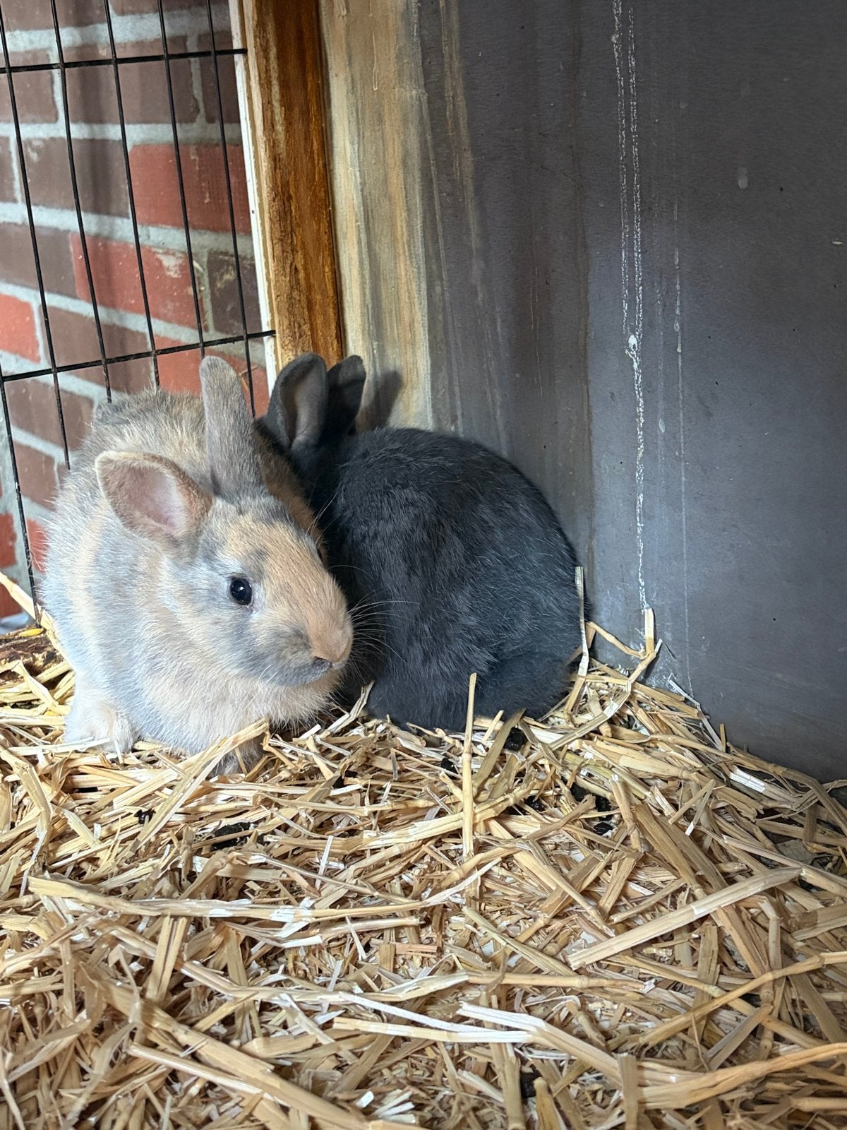Baby konijntjes, Dieren en Toebehoren, Mannelijk, Dwerg, 0 tot 2 jaar