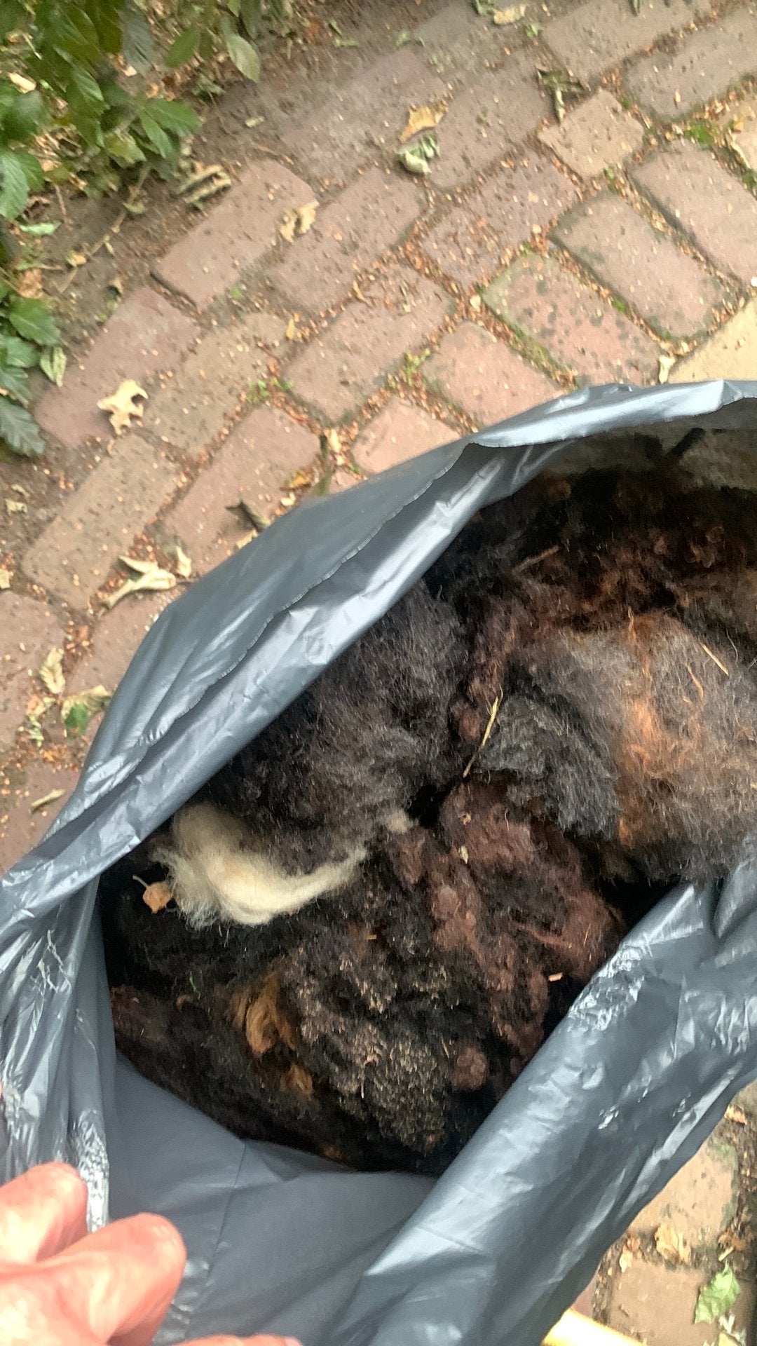 wol van 2 bonte schapen, Dieren en Toebehoren, Vrouwelijk, Schaap