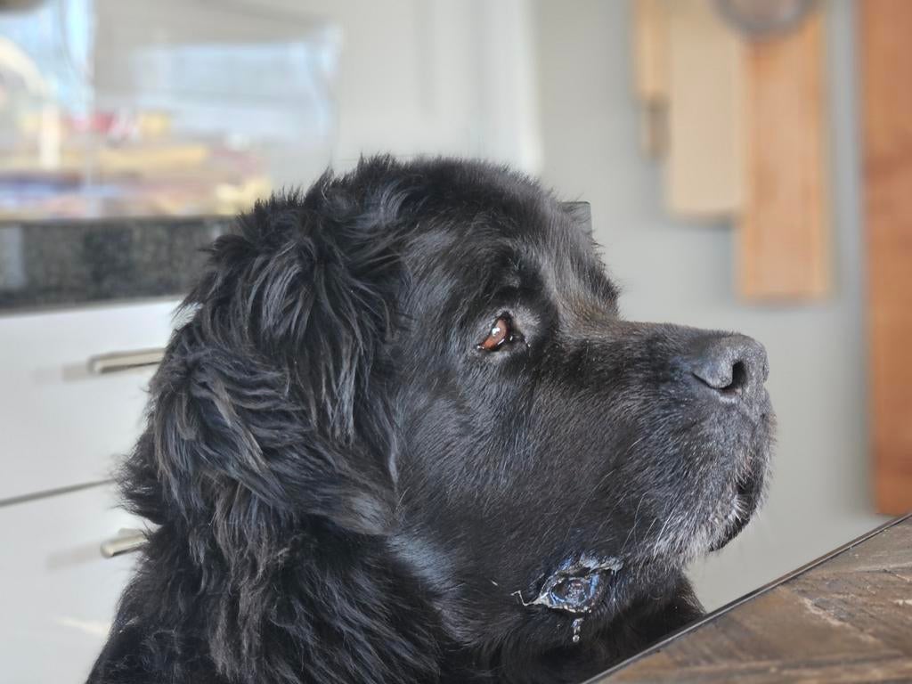 Uitlaatservice / oppas voor onze senior Newfoundlander, Ophalen of Verzenden