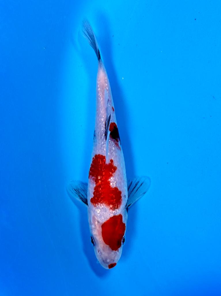 Ginrin Showa 14-18cm Kase Japanse koi, Dieren en Toebehoren, Vissen | Vijvervissen, Karper of Koi