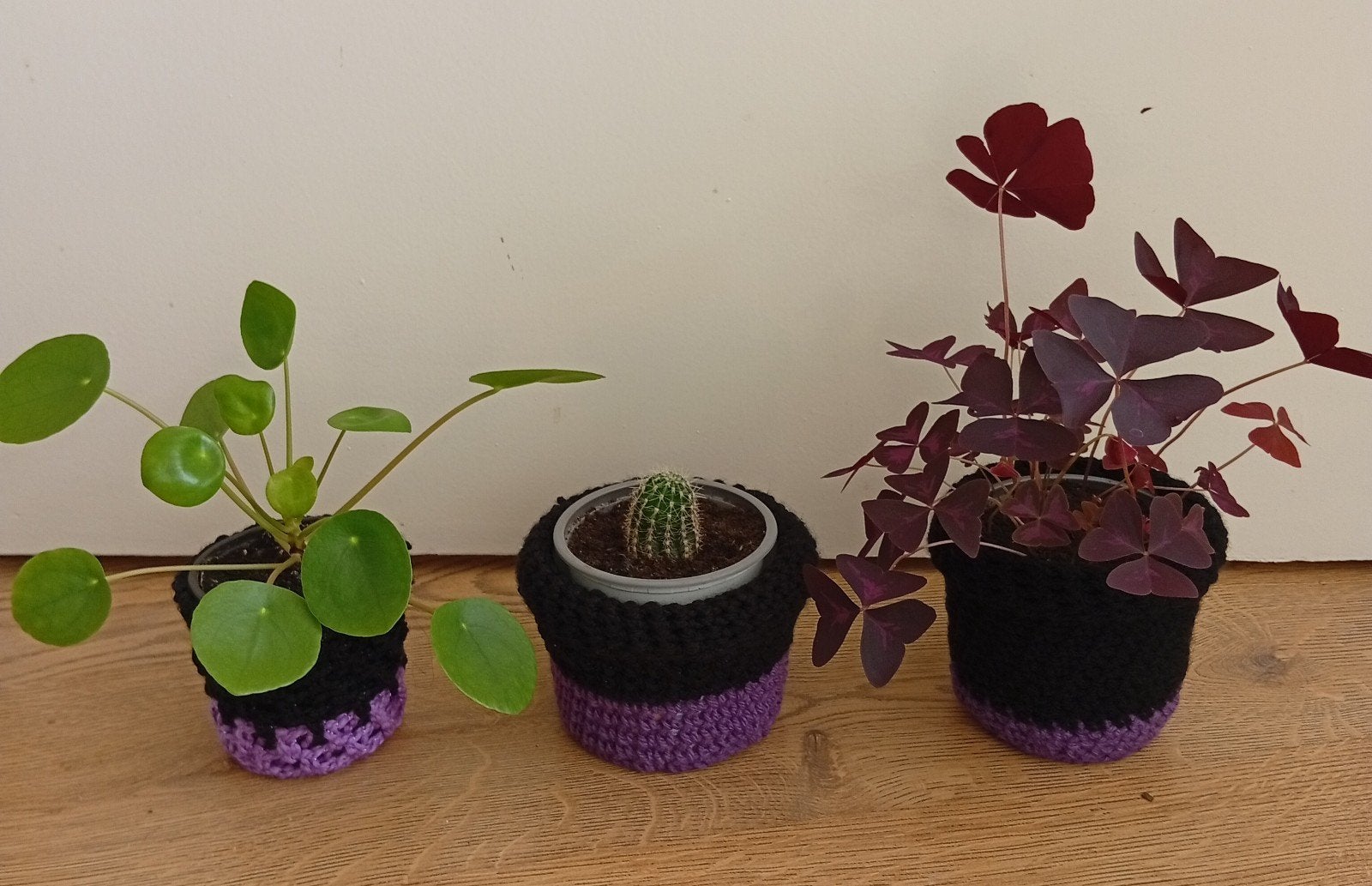 pannenkoek plant, vlinders plant (oxalis), cactus, Huis en Inrichting, Ophalen of Verzenden, Volle zon, Minder dan 100 cm