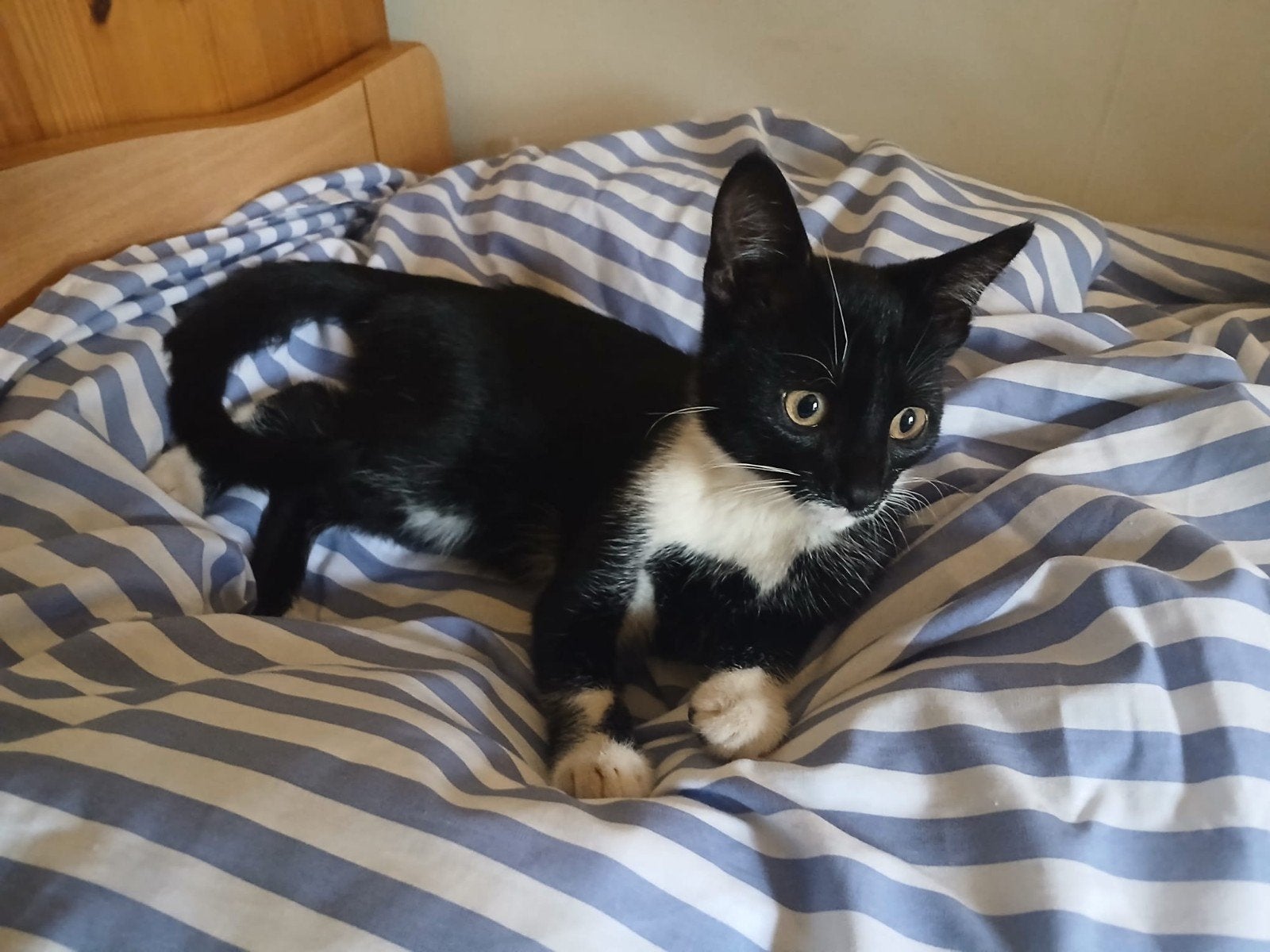 lieve makke kitten!, poesjes zoekt een warm huisje, Meerdere dieren, Ontwormd, 0 tot 2 jaar