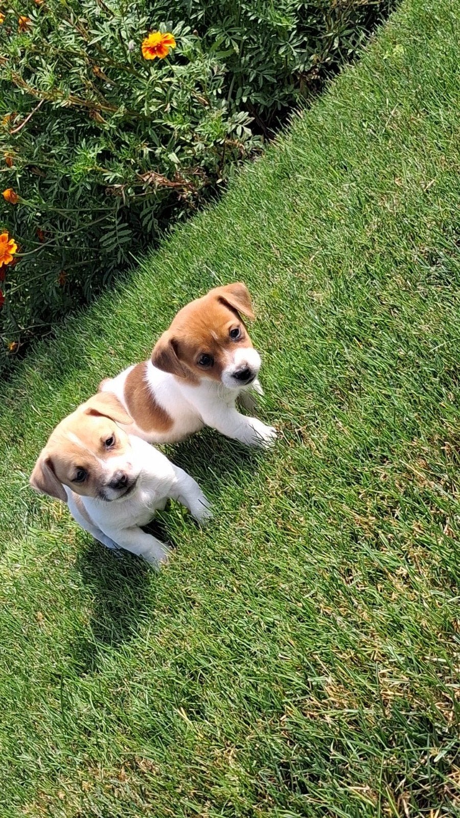 mooie laagbenige, kortharige, ras zuivere jackrusselpups, Dieren en Toebehoren, Honden | Jack Russells en Terriërs, Jack Russell Terriër