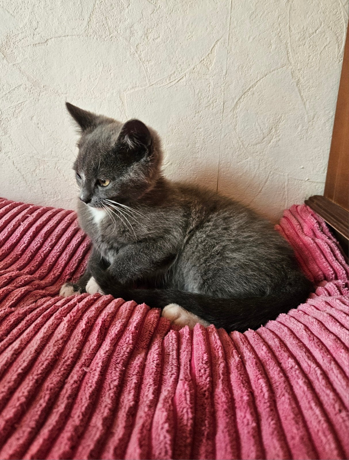 schattige kittens van Heilige Birmaan, Kater, Kortharig, 0 tot 2 jaar