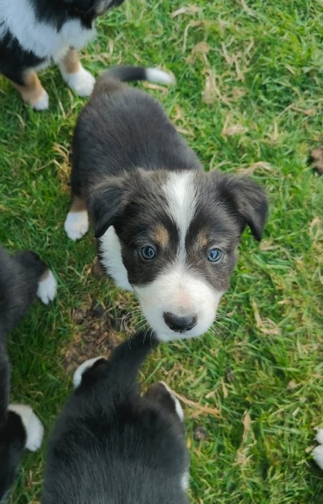 Bordercollie border collie pups met ISDS stamboom, Dieren en Toebehoren, Honden | Herdershonden en Veedrijvers, Parvo, Overige rassen