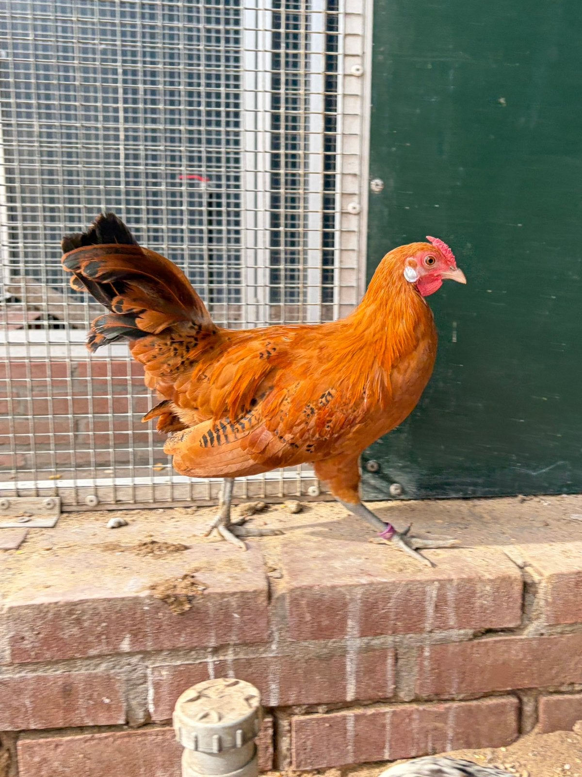Harry, Friese hoen kruising, Mannelijk, Kip