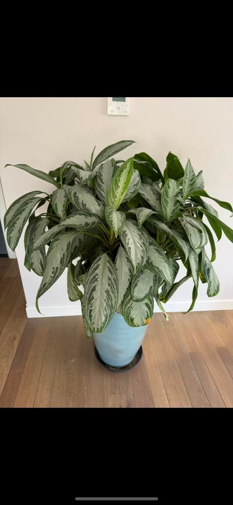 Grote Aglaonema kamerplant in pot, Ophalen, 100 tot 150 cm, Overige soorten, Halfschaduw