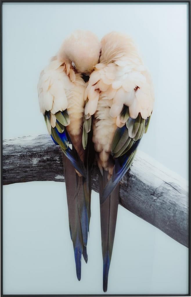 Love is in the air met dit fotoschilderij LOVEBIRDS!, Huis en Inrichting, Woonaccessoires | Schilderijen, Tekeningen en Foto's