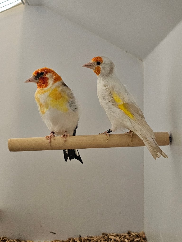 Majoorputter | Witkop en White | 2025, Meerdere dieren, Wildzangvogel, Geringd