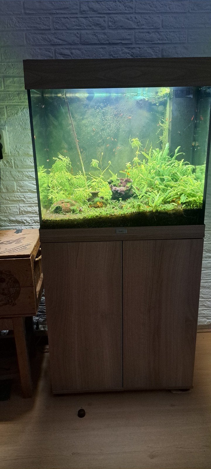 kompleet aquarium, Ophalen, Zo goed als nieuw, Gevuld zoetwateraquarium, Juwel