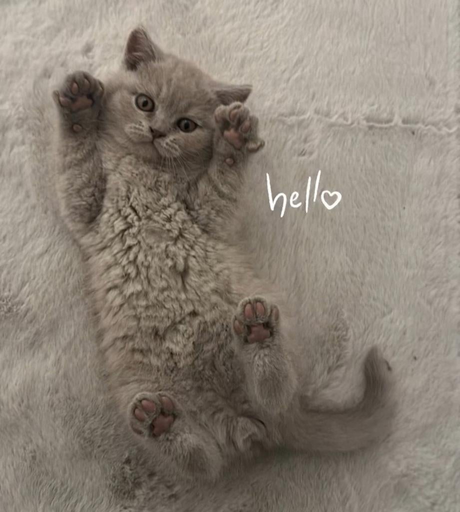 Prachtig Brits Korthaar kittens uit sterke kampioenlijnen
-, Meerdere dieren, Met stamboom, 0 tot 2 jaar