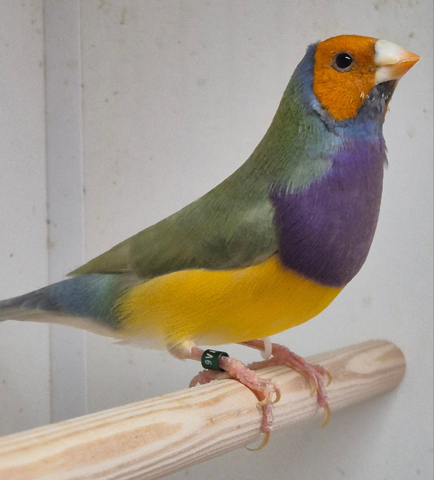 Pastel Oranjekop, Mannelijk