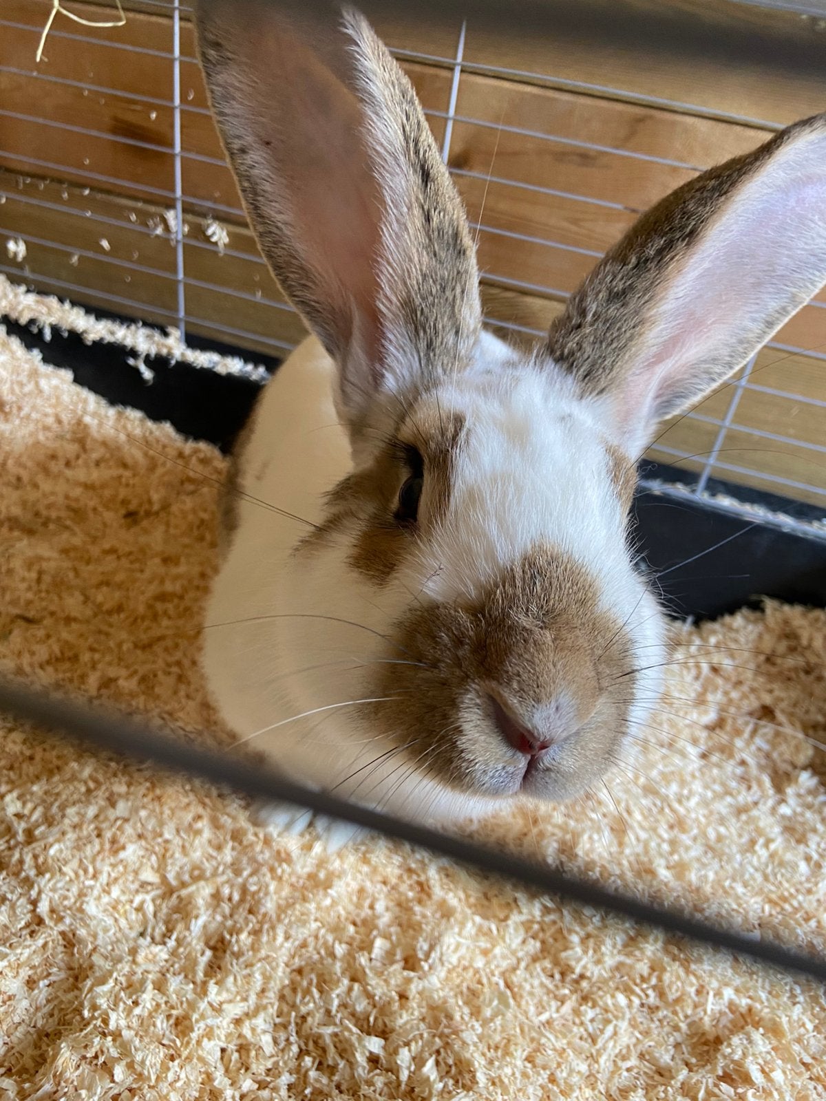 Bambi zoekt een liefdevol huisje !, Dieren en Toebehoren, Konijnen, Groot, Mannelijk