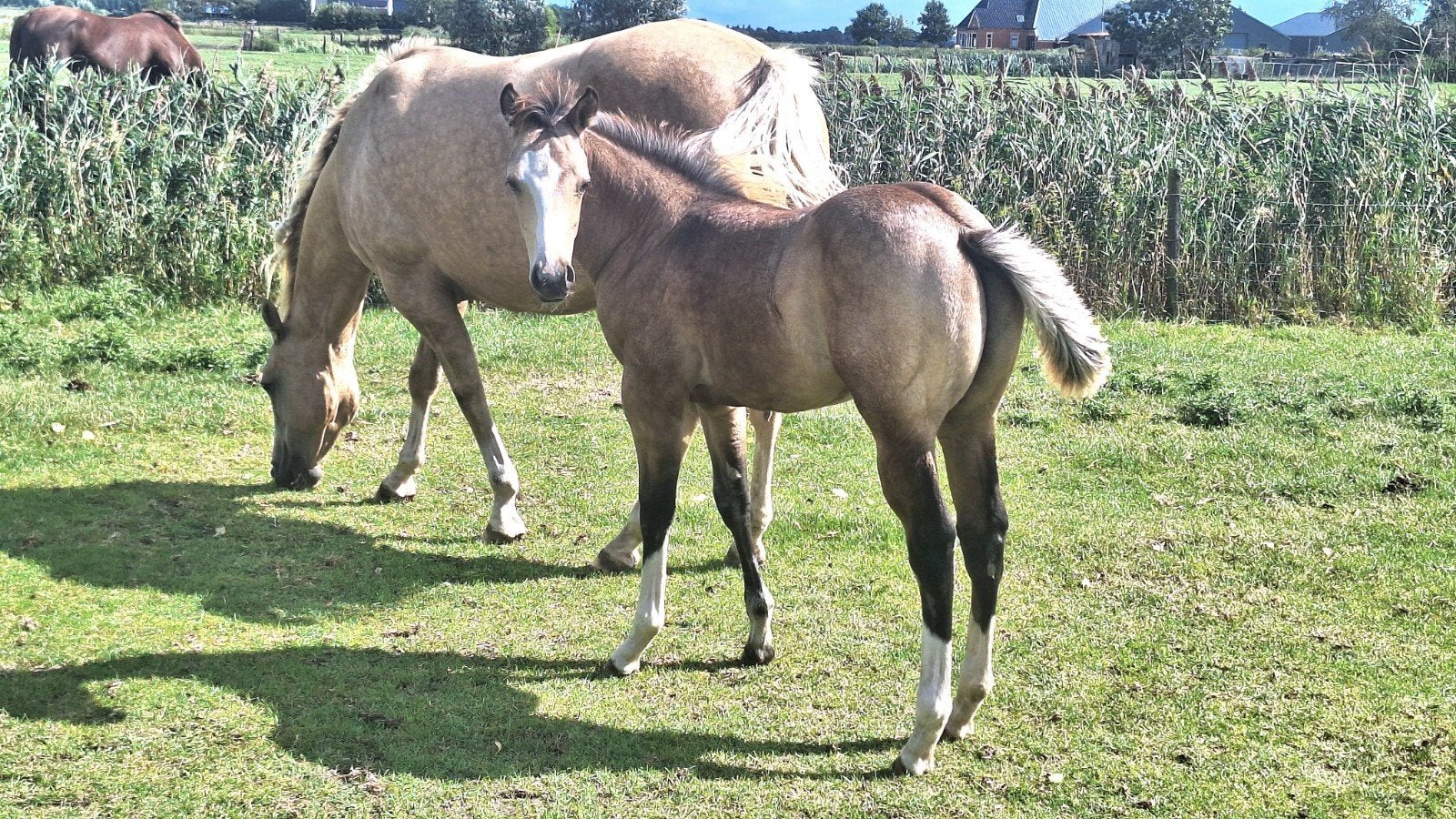 APHA , QUARTER HORSE VEULENS., Hengst, Minder dan 160 cm, 0 tot 2 jaar