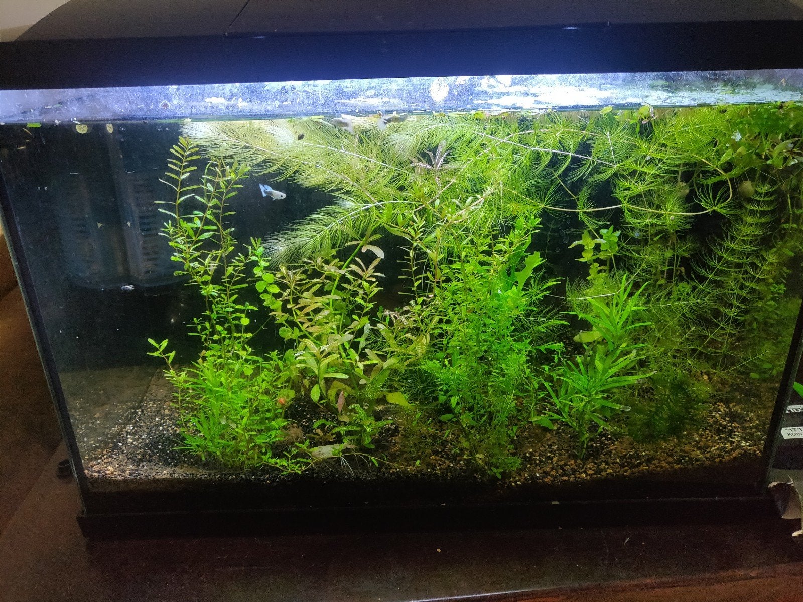 prachtige aquarium, Dieren en Toebehoren, Vissen | Aquaria en Toebehoren, Ophalen, Zo goed als nieuw, Gevuld zoetwateraquarium