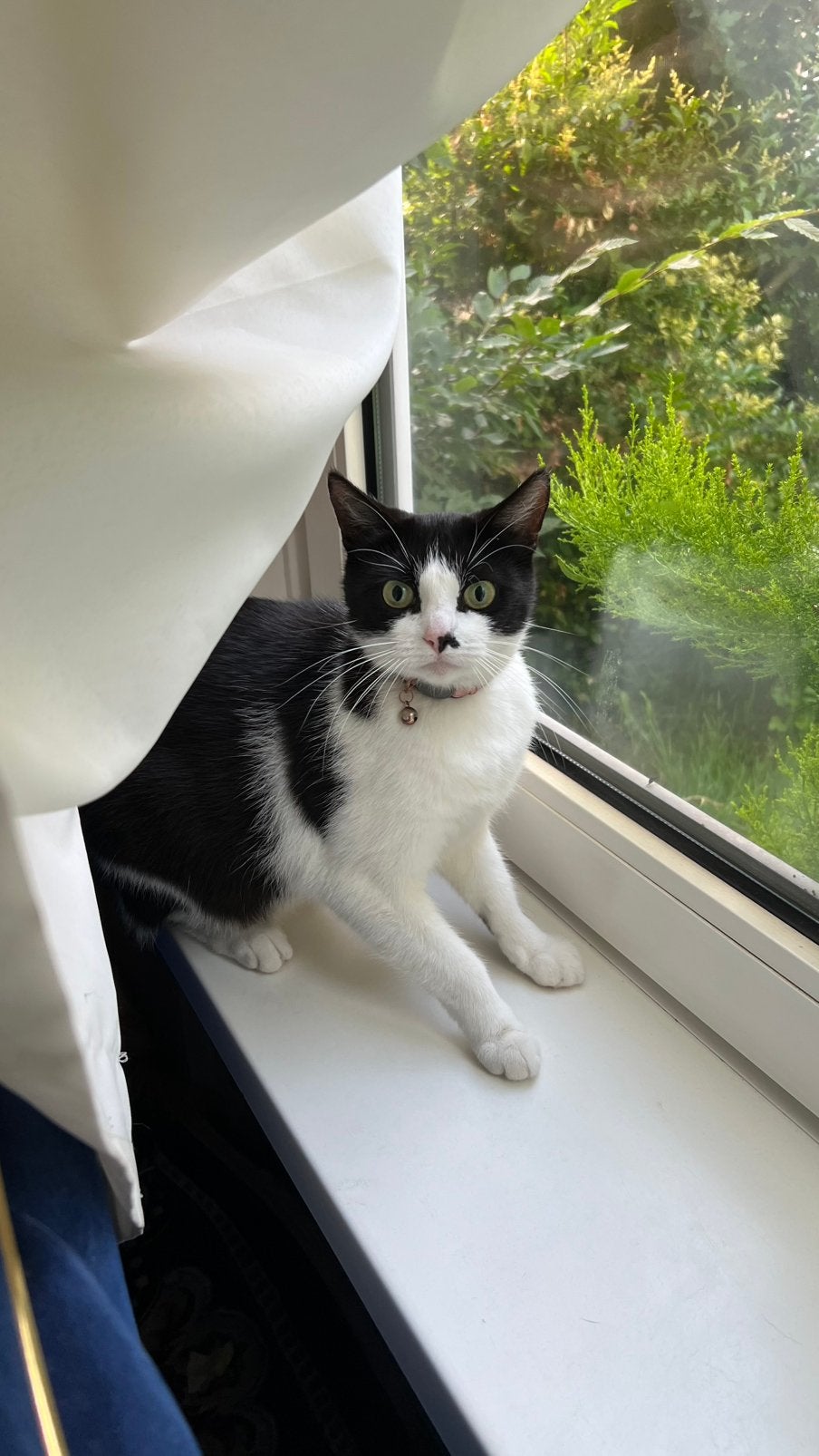 Mooie poes zoekt een nieuw baasje, Poes