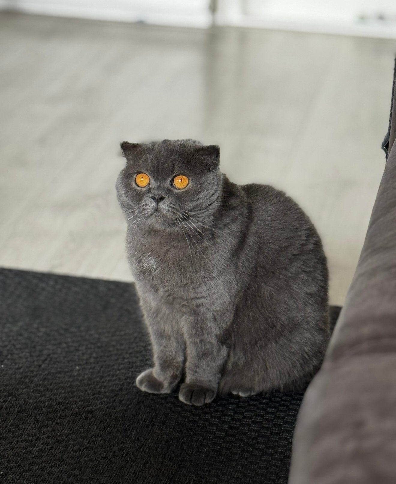 Kat, Poes