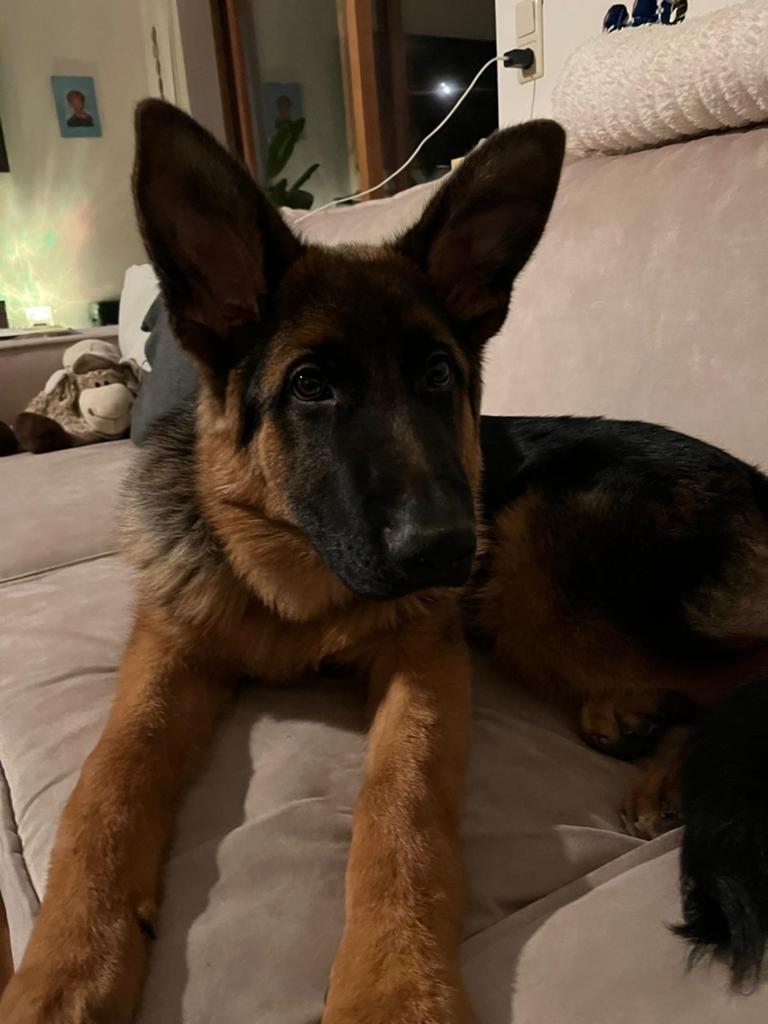 Duitse Herdershond 10 maanden. Stokhaar met mooie tekening., Dieren en Toebehoren, 15 weken tot 1 jaar, Reu, Eén hond, Herder