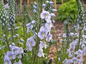 Gentiaan Ereprijs vaste plant, Tuin en Terras, Ophalen, Bodembedekkers, Volle zon, Vaste plant
