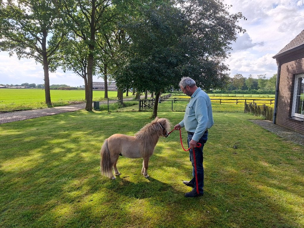 Prachtig mini paardje, Dieren en Toebehoren, Pony's, Hengst, A pony (tot 1.17m), Recreatiepony, 0 tot 2 jaar, Gechipt, Ontwormd